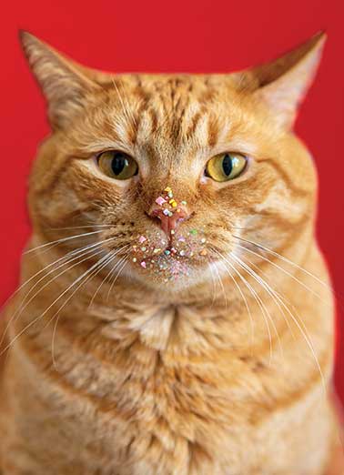 No Christmas Cookies Cat  Funny Animals Card Christmas Send a personalized greeting card just in time for the holidays! | Christmas cookies cat due to unforeseen circumstances there will be no holiday cookies this year  Due to circumstances beyond our control there will be no Christmas cookies this year 